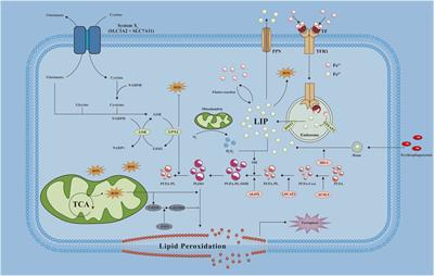 Decoding ferroptosis: transforming orthopedic disease management